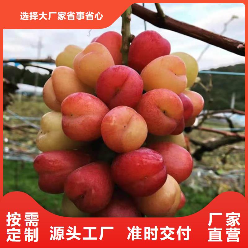 【葡萄】早酥紅梨品種全