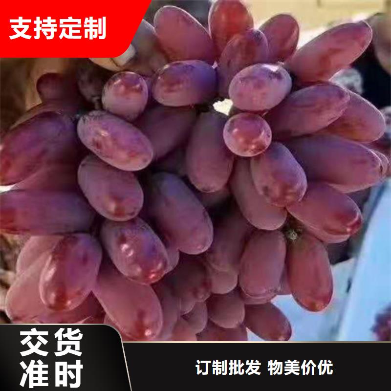 葡萄_蓝莓苗价格实惠工厂直供