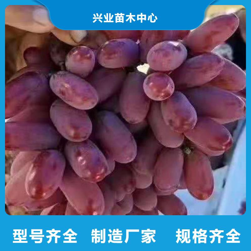 葡萄紅富士苗專業(yè)按需定制