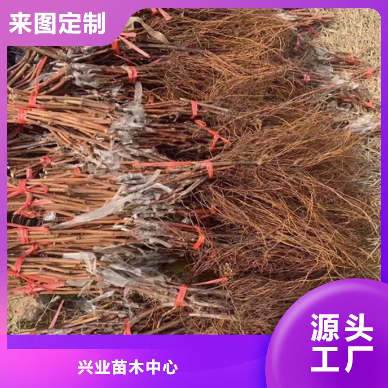 葡萄_大棚草莓苗隨到隨提