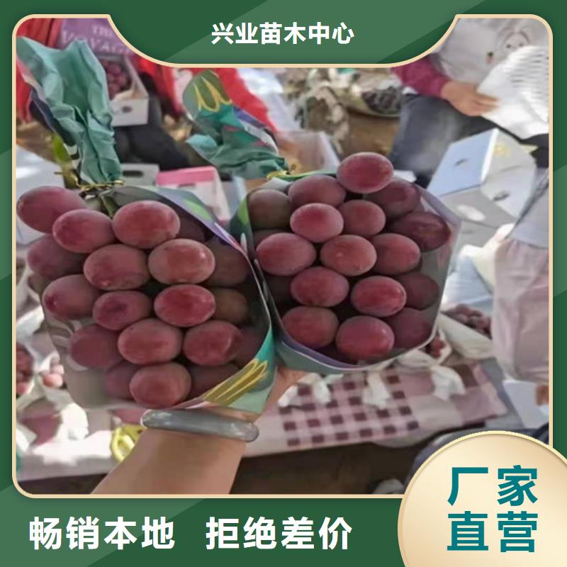 葡萄玉露香梨苗品质有保障