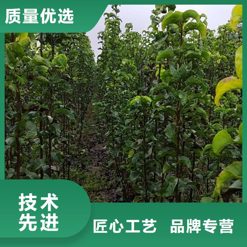 梨玉露香梨樹苗質(zhì)量檢測