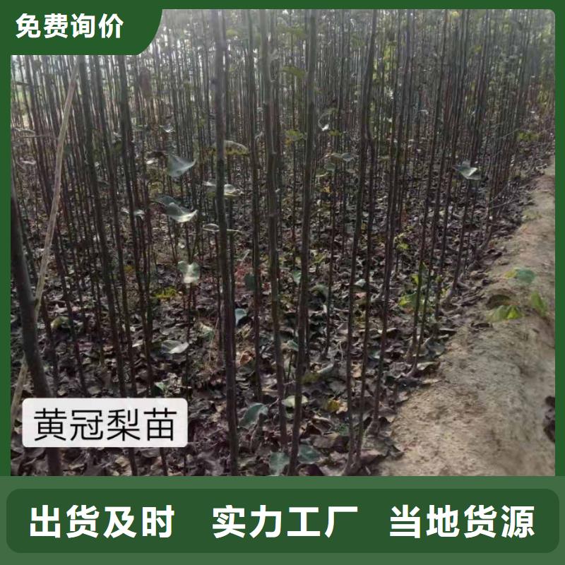 梨-梨樹苗基地現貨充足