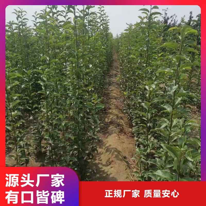 【梨,梨树苗基地常年出售】