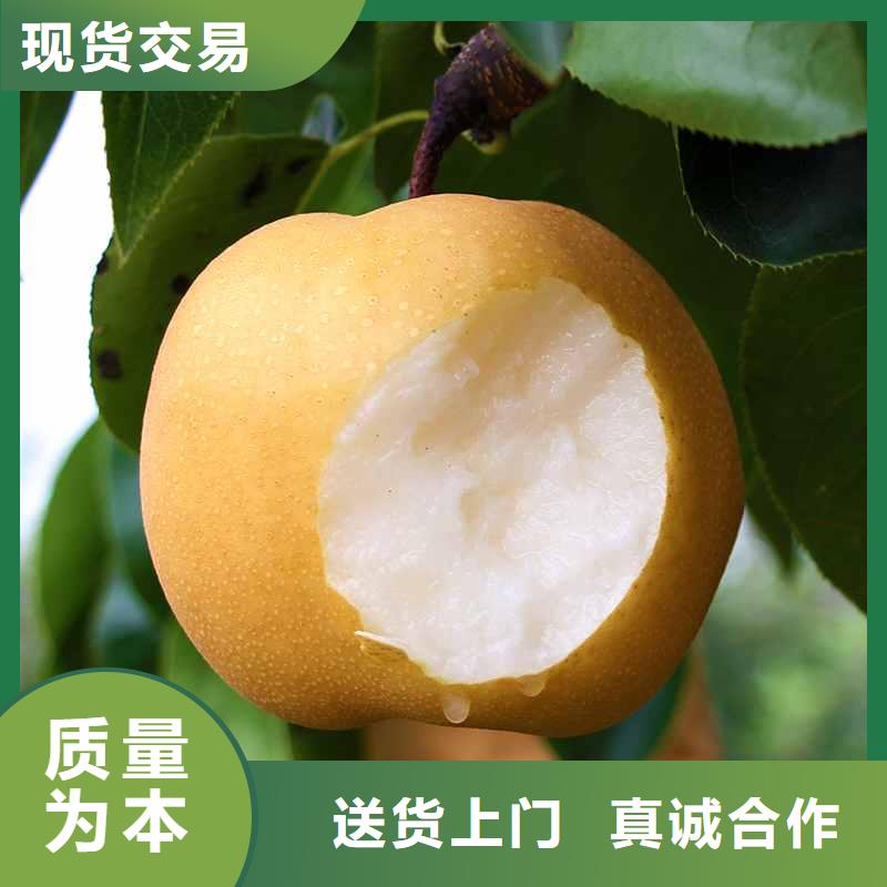 梨,奧紅全紅梨樹(shù)苗為品質(zhì)而生產(chǎn)