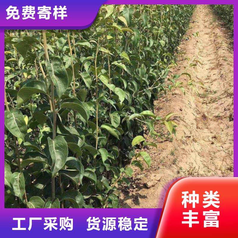 梨瑞蟠101桃树苗采购无忧