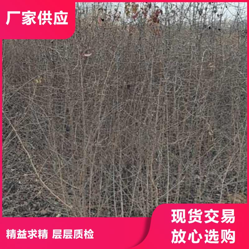 杜梨【新梨7號梨樹苗】經驗豐富質量放心