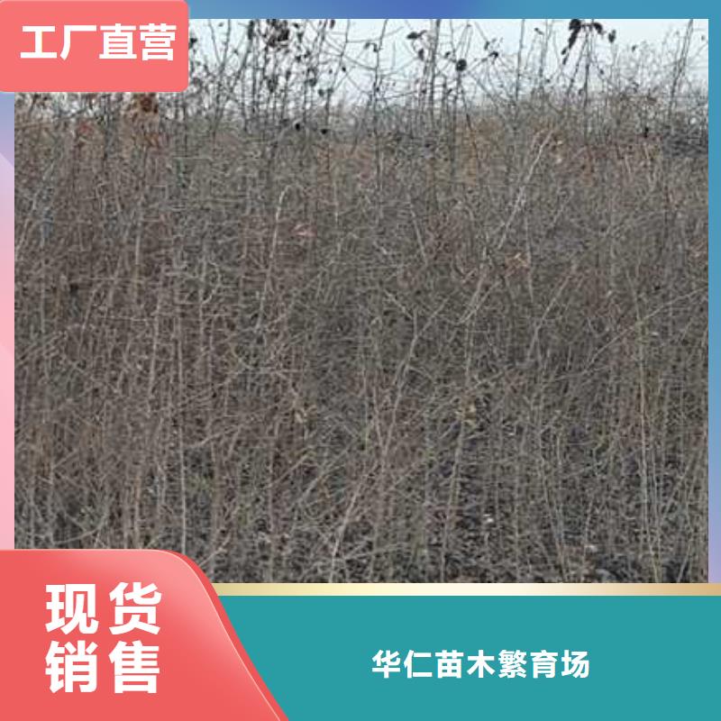 【杜梨新梨7號梨樹苗匠心工藝】