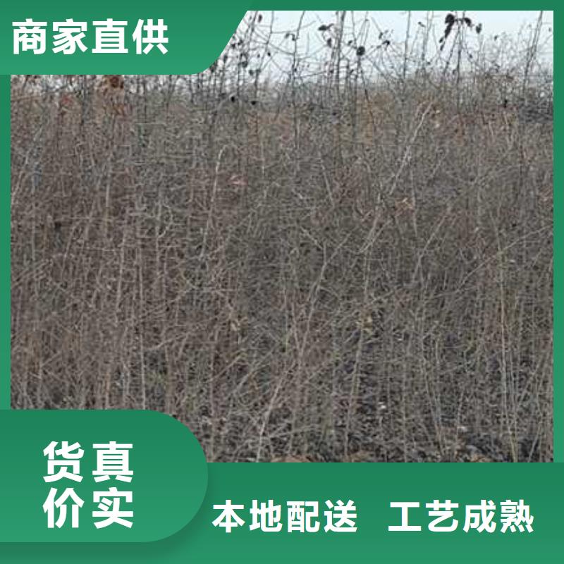 【杜梨】梨樹苗基地優選廠商