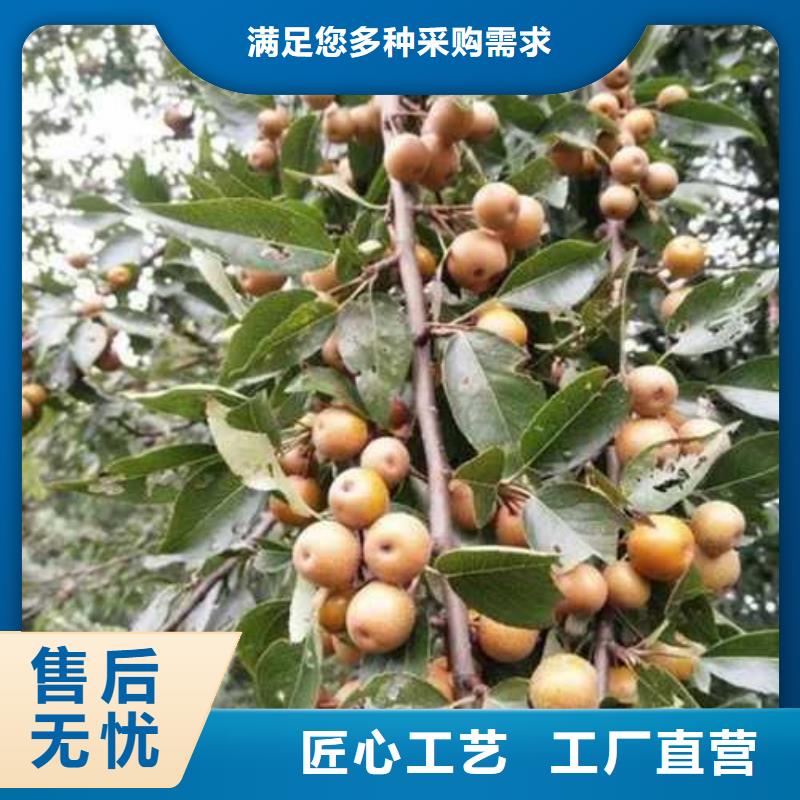 杜梨奧紅全紅梨樹(shù)苗推薦廠家