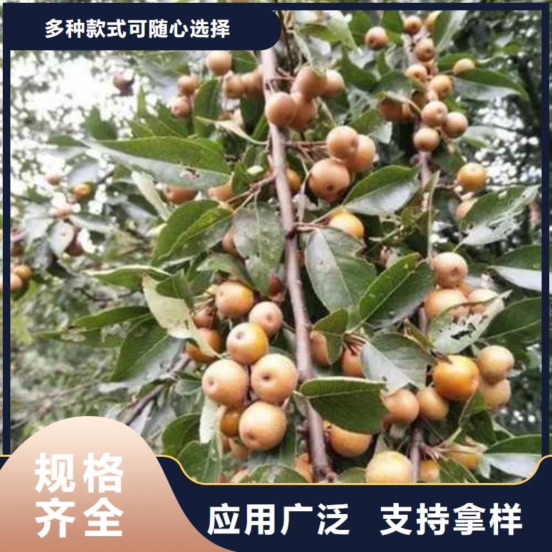 杜梨【瑞蟠101桃樹苗】工程施工案例