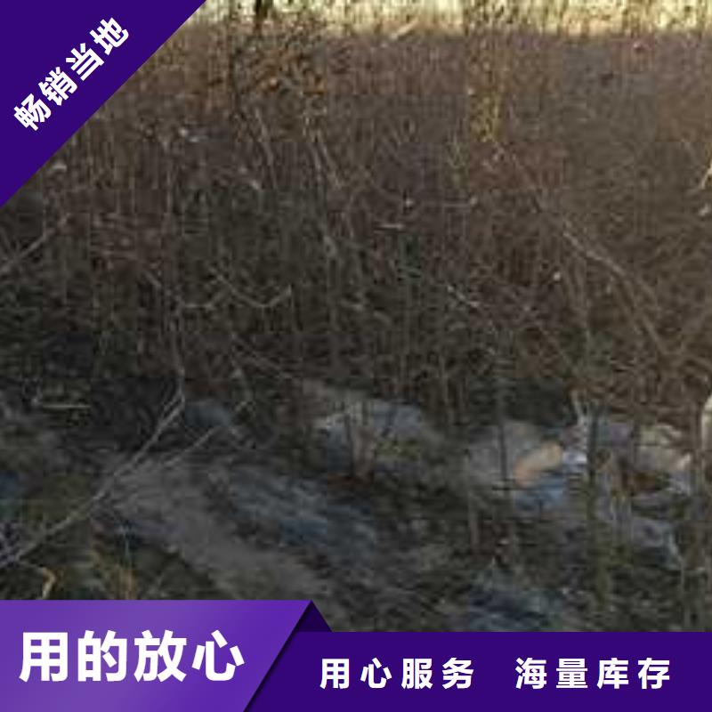 【杜梨】梨树苗基地优选厂商