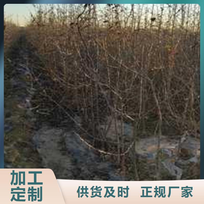 杜梨海棠苗工藝成熟