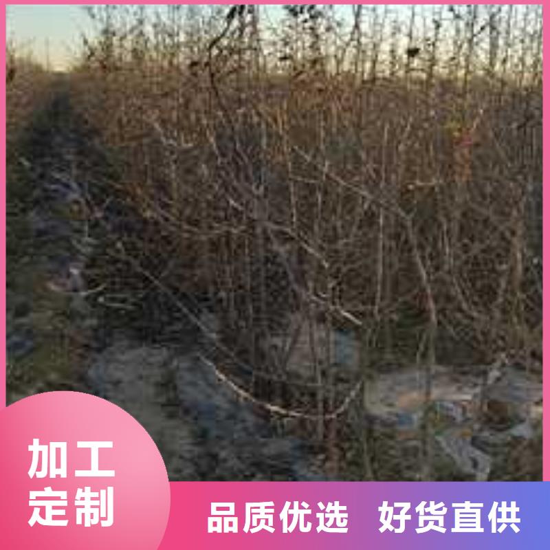 杜梨_梨树苗基地品质保证