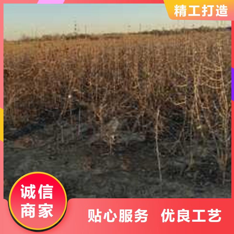 杜梨梨樹苗基地大廠生產品質