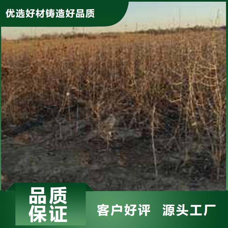 杜梨新梨7号梨树苗选择大厂家省事省心