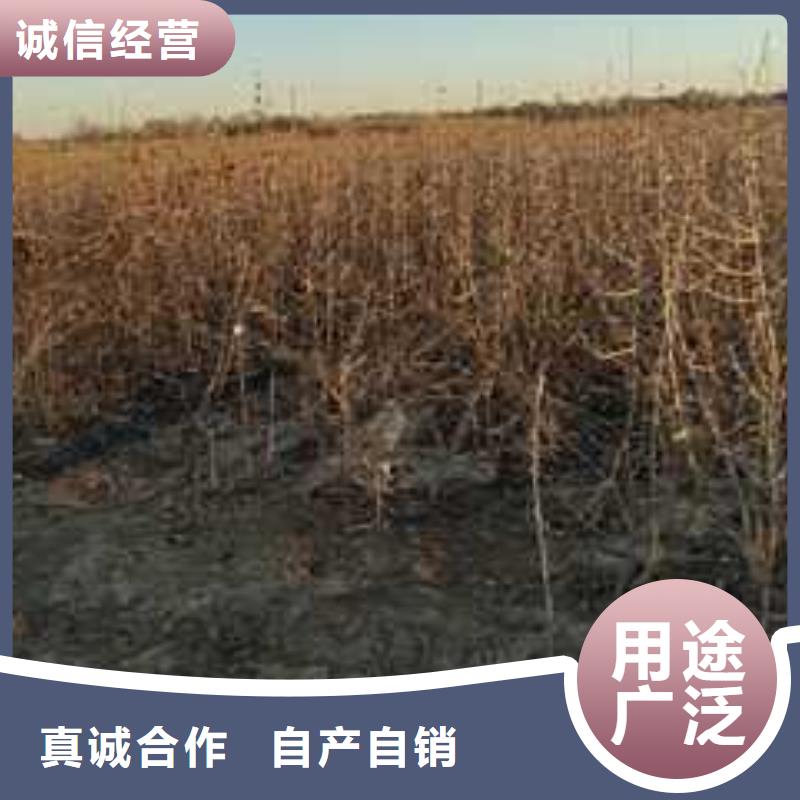 杜梨梨樹苗基地質量無憂