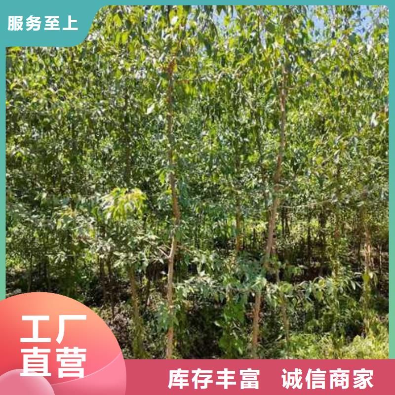 杜梨梨樹苗基地質量無憂