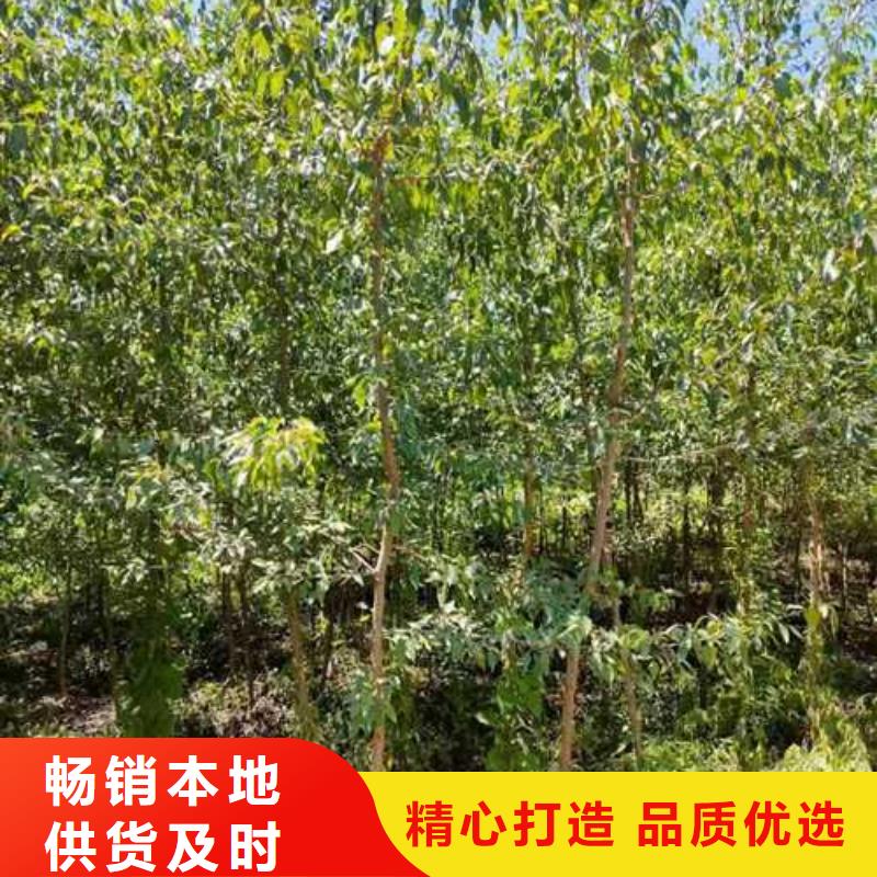 杜梨十四號桃樹苗優(yōu)質(zhì)貨源