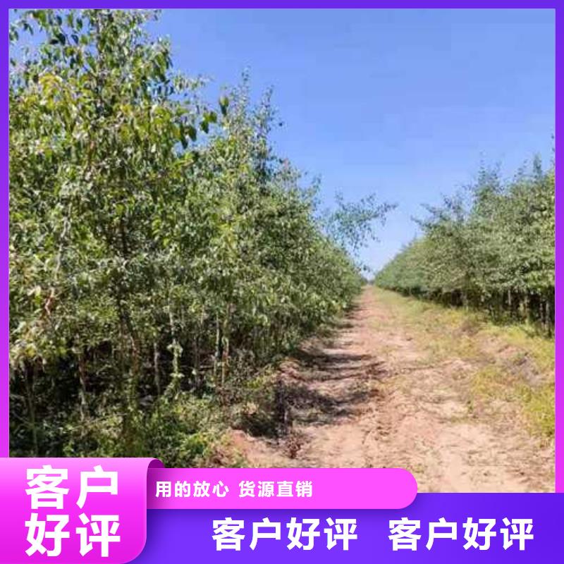 【杜梨】梨树苗基地老客户钟爱