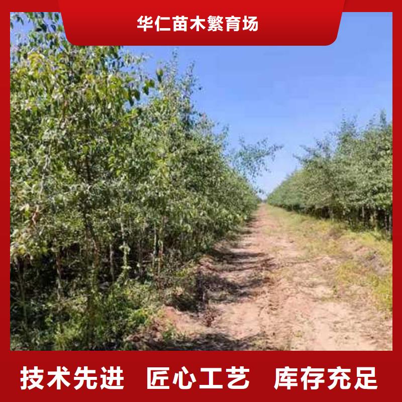 杜梨-梨樹苗基地細節決定成敗