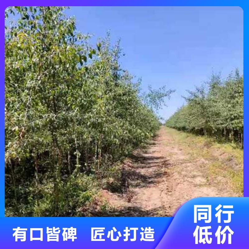 【杜梨-梨树苗基地质量上乘】