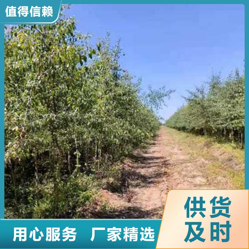 杜梨山桃苗来图定制量大从优