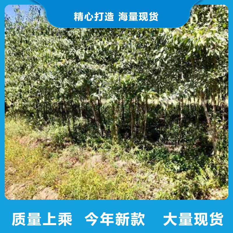 杜梨【瑞蟠101桃樹苗】工程施工案例