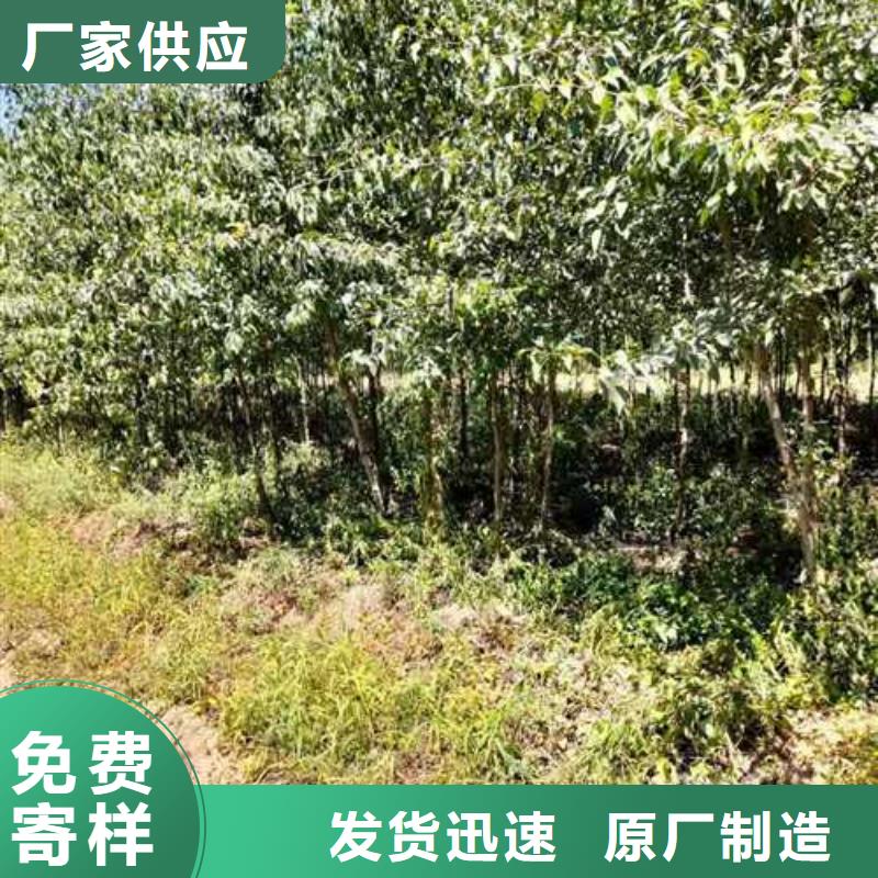 【杜梨】奧紅全紅梨樹苗產品優勢特點