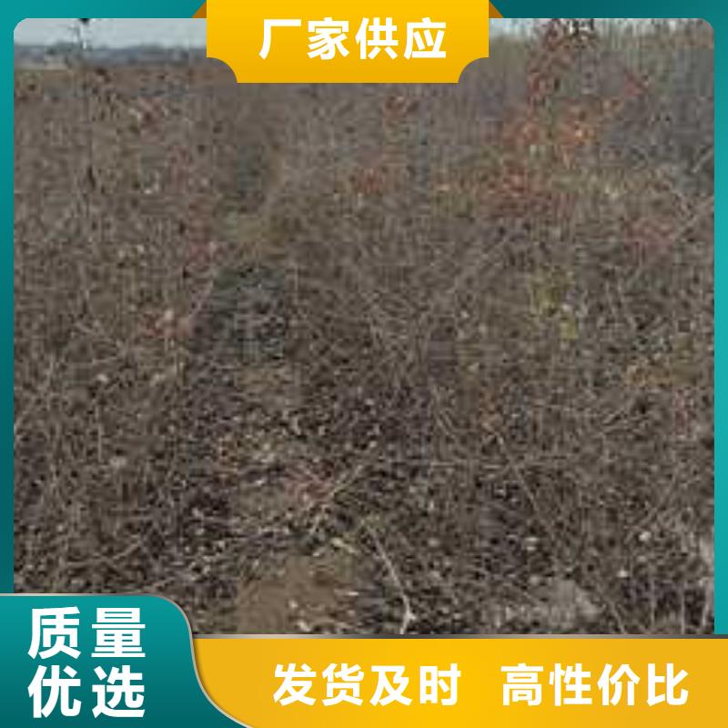 杜梨,梨樹苗基地隨到隨提