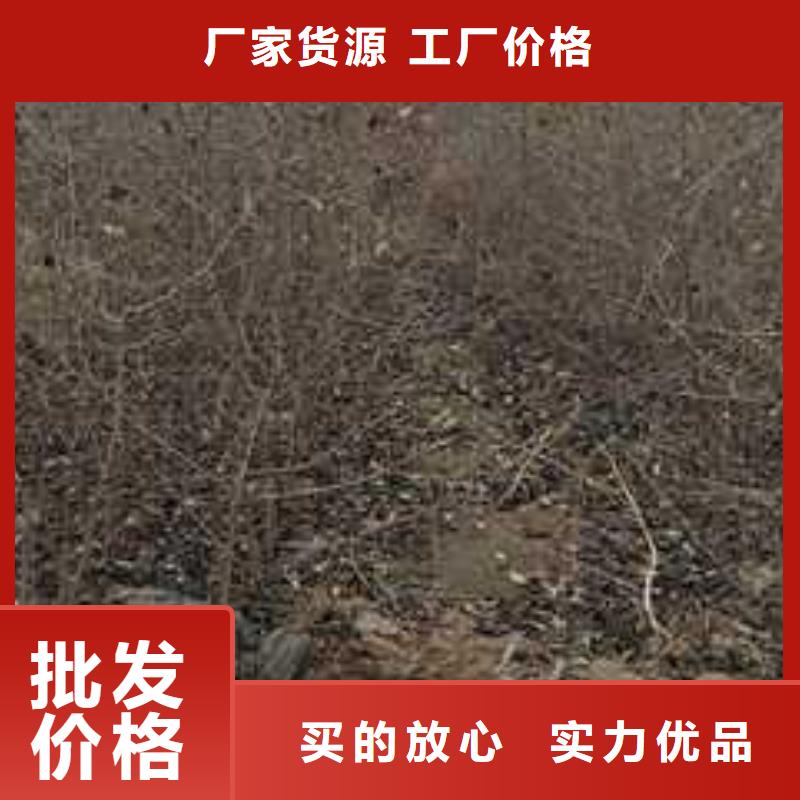 杜梨梨樹苗基地大廠生產品質