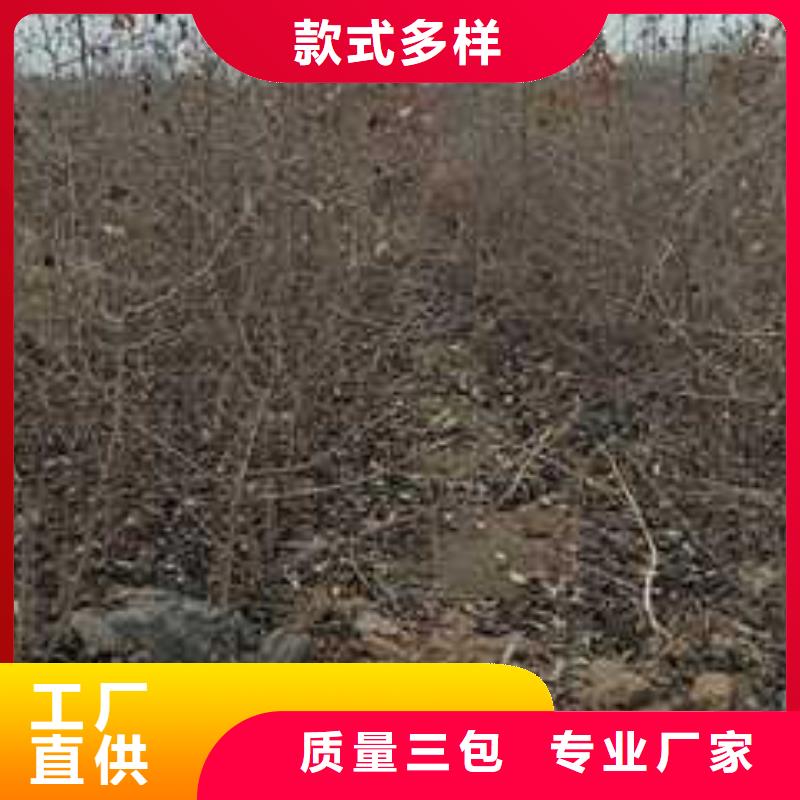 杜梨,梨树苗基地专业生产厂家