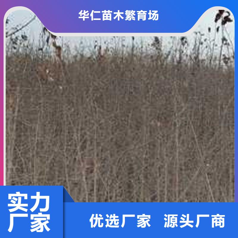 杜梨【瑞蟠101桃樹苗】工程施工案例