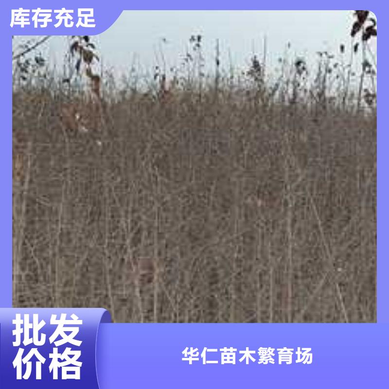 【杜梨梨樹苗基地敢與同行比價格】