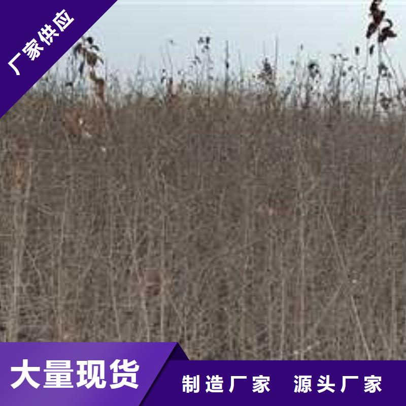 杜梨黃冠梨樹苗有口皆碑