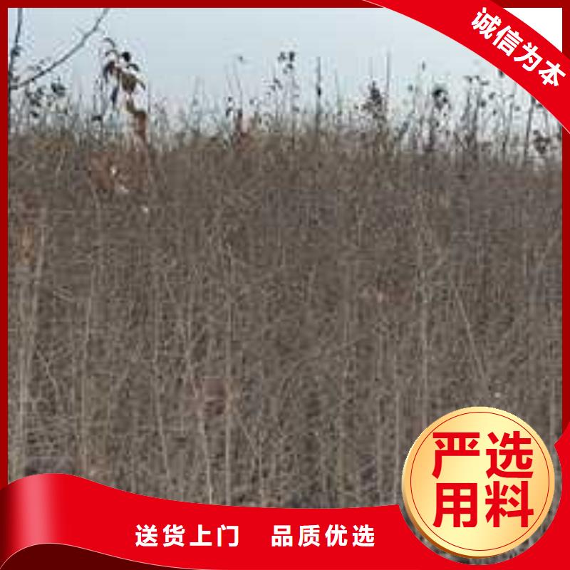 杜梨-【奧紅全紅梨樹(shù)苗】歡迎新老客戶垂詢