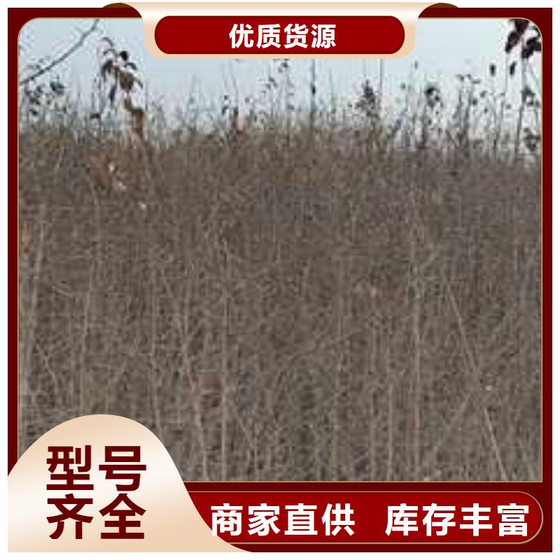 【杜梨】梨樹苗基地老客戶鐘愛