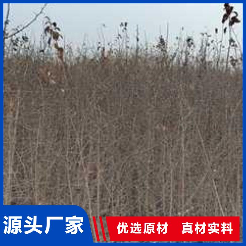 【杜梨】梨樹苗基地優選廠商