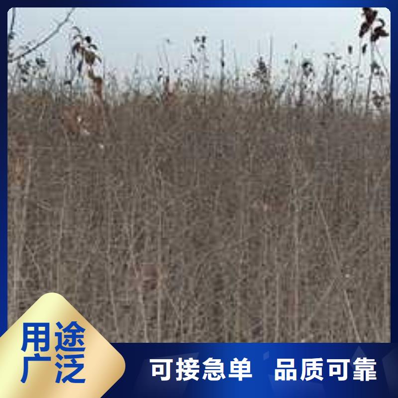 杜梨新梨7號梨樹苗定制批發