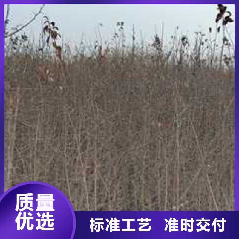 杜梨奧紅全紅梨樹苗推薦廠家