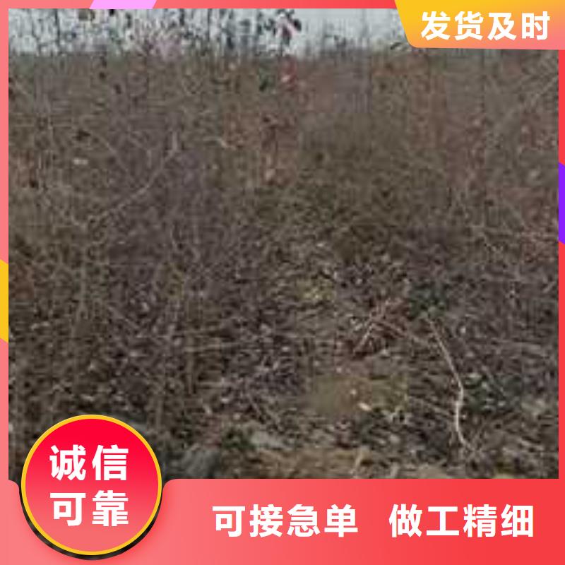 杜梨_奥红一号梨苗产地厂家直销