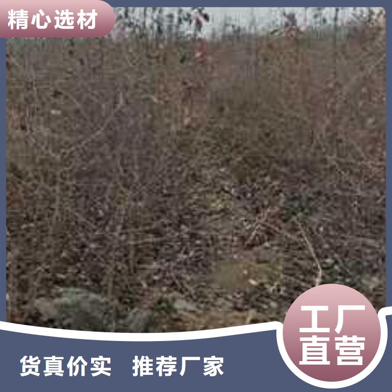 杜梨梨树苗基地优质原料