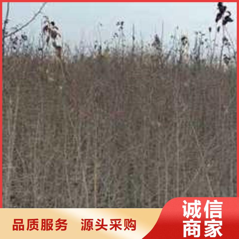 【杜梨新梨7號梨樹苗匠心工藝】