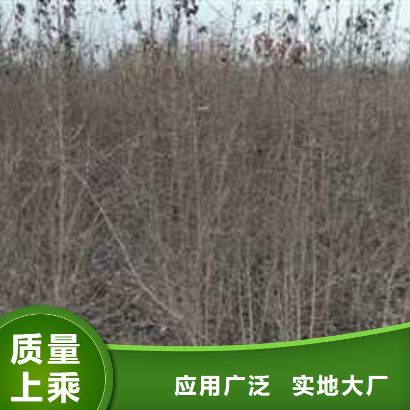 【杜梨】梨树苗基地老客户钟爱