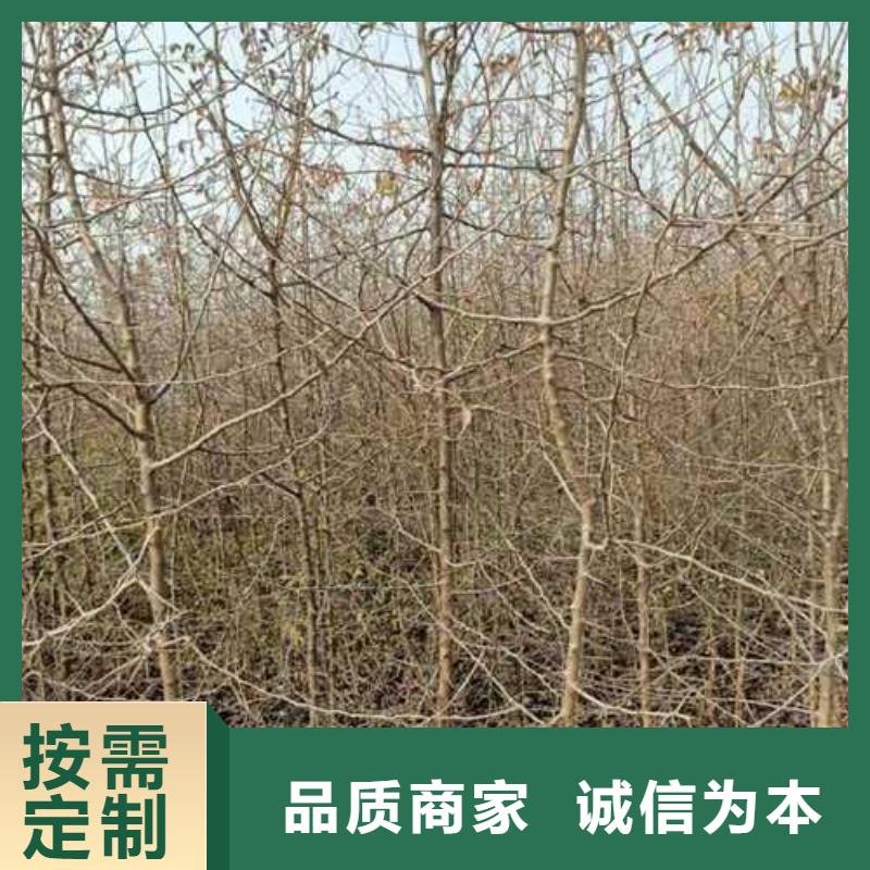 【杜梨】山桃苗價格實惠工廠直供