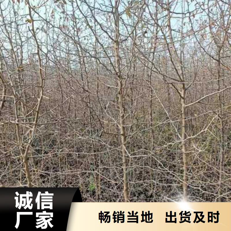 杜梨梨樹苗基地訂制批發