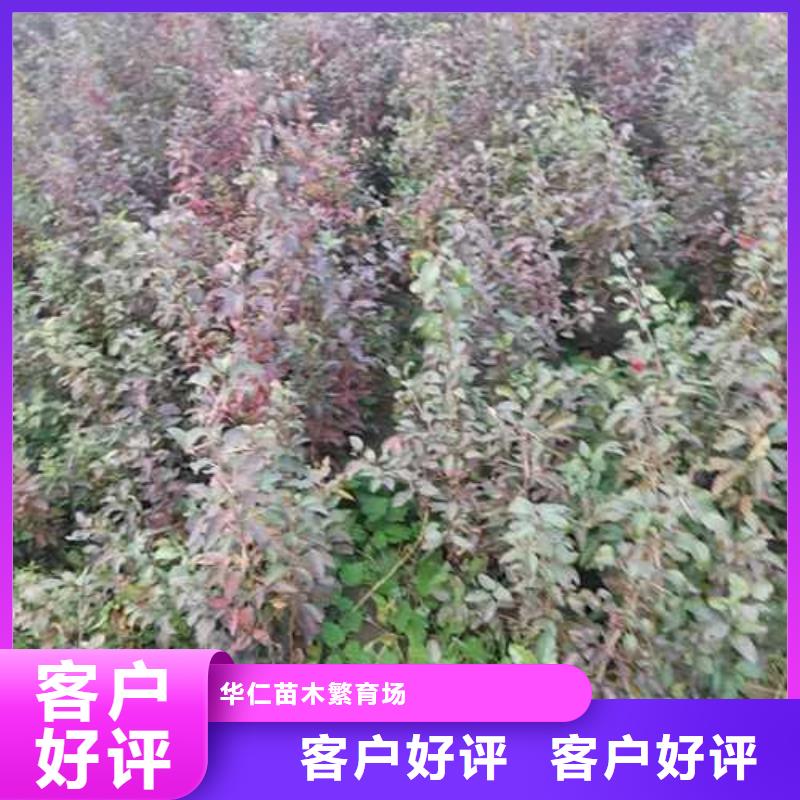 杜梨【奧紅全紅梨樹苗】免費安裝