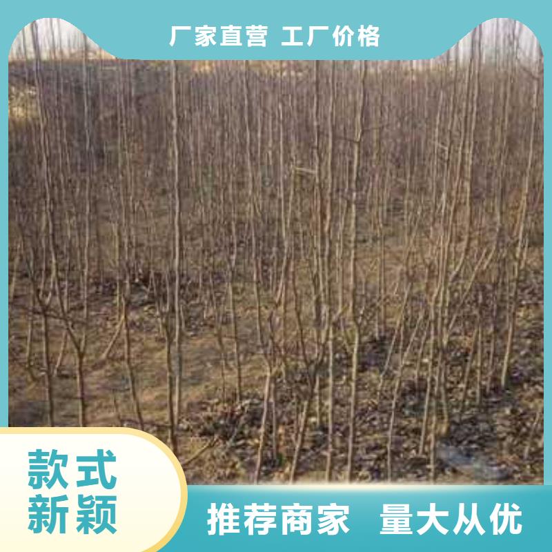 杜梨【新梨7號梨樹苗】經驗豐富質量放心