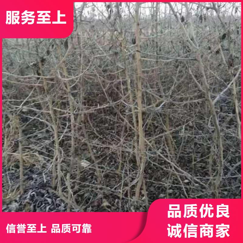 杜梨,山桃苗嚴格把控每一處細節