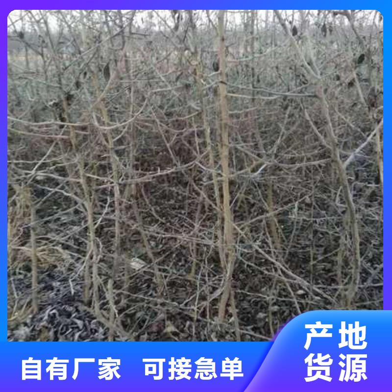 杜梨十四號桃樹苗生產加工